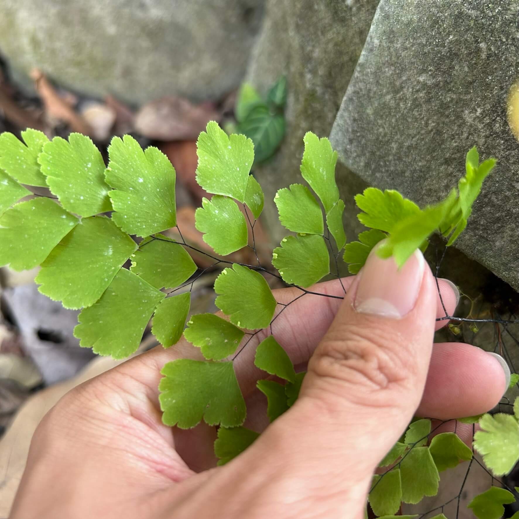 Adiantum raddianum 'Fritz Luthi'